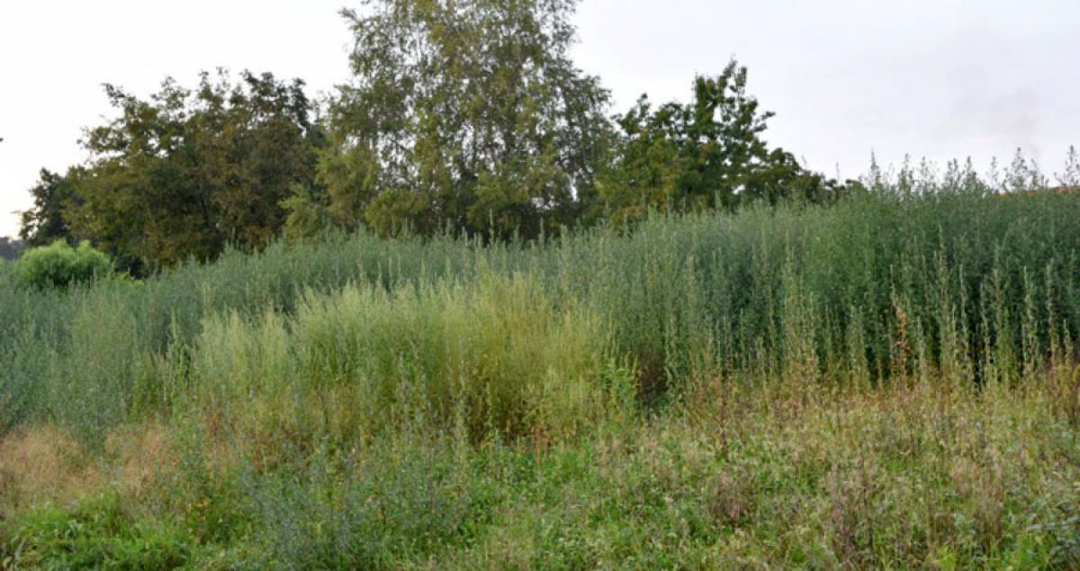 Obavijest o poduzimanju mjera uklanjanja i uni&scaron;tavanja ambrozije na području grada Trilja